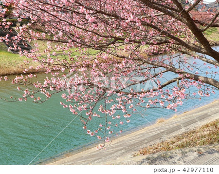 河津桜　青野川 42977110