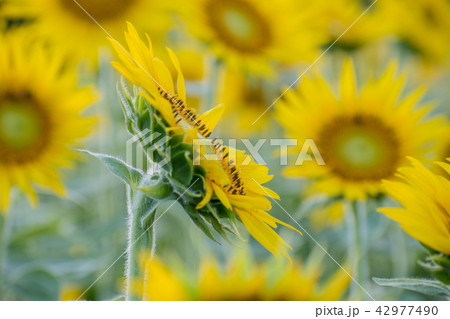 横向きのひまわりの写真素材 [42977490] - PIXTA