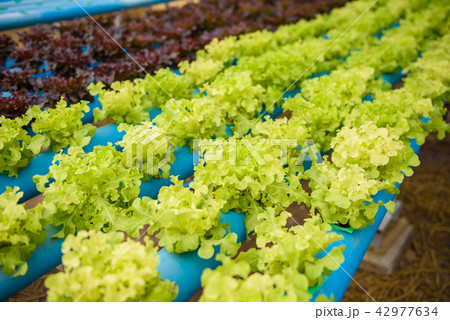 Red leaf lettuce or red coral and green oak  42977634