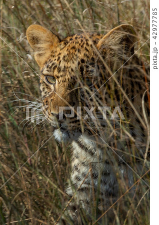 Leopard in savannah in Namibia 42977785