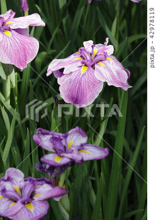 花菖蒲 42978119