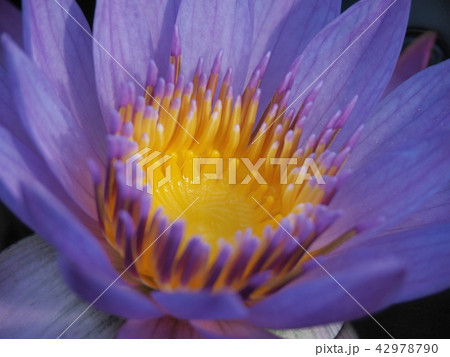 蓮の花 蓮の花 42978790