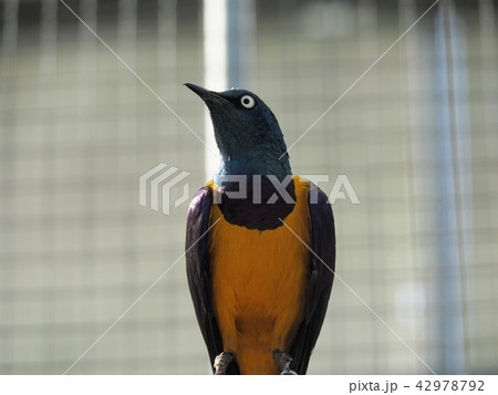 鳥 鳥 42978792