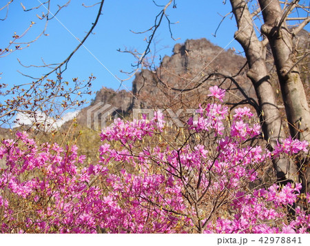 妙義山さくらの里 42978841