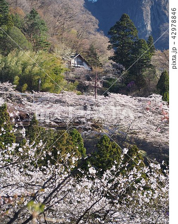 妙義山さくらの里 42978846