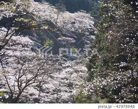 妙義山さくらの里 妙義山さくらの里 42978848