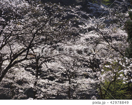妙義山さくらの里 42978849