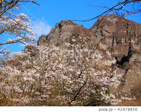妙義山さくらの里 42978850