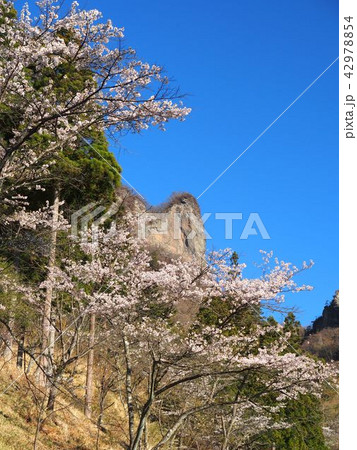妙義山さくらの里 妙義山さくらの里 42978854