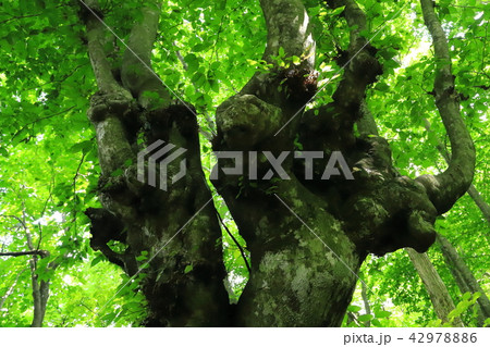 獅子ヶ鼻湿原2018夏 42978886