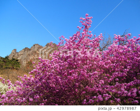 妙義山さくらの里 妙義山さくらの里 42978987