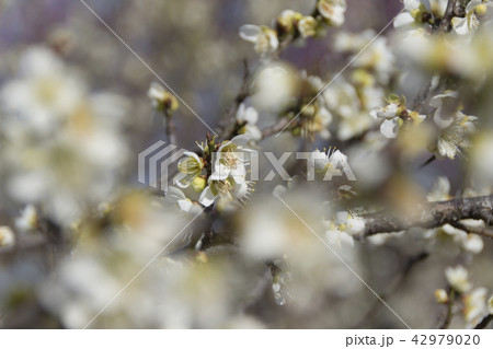 南部丘陵公園の梅 三重県四日市市の写真素材