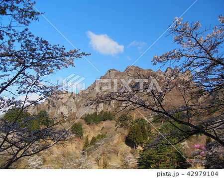 妙義山さくらの里 妙義山さくらの里 42979104