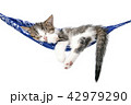 Little kitten sleeps on a hammock. 42979290