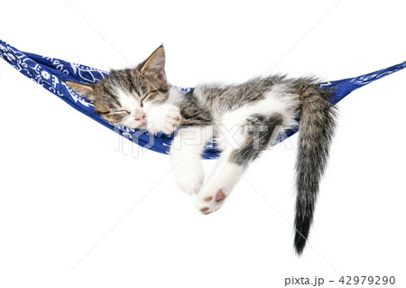 Little kitten sleeps on a hammock. Little kitten sleeps on a hammock. 42979290
