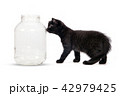 Small black cat and large jar, white background. 42979425