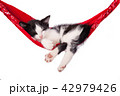 Little kitten sleeps on a hammock.  42979426