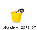 Very small kitten in pot on a white background. 42979437