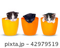 Very small kitten in pots on a white background.  42979519