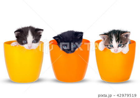 Very small kitten in pots on a white background. Very small kitten in pots on a white background. 42979519