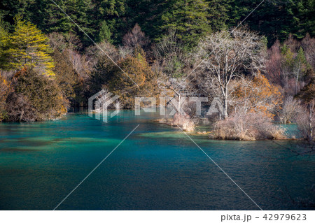 Forest by the lake Jiuzhaigou Forest by the lake Jiuzhaigou 42979623