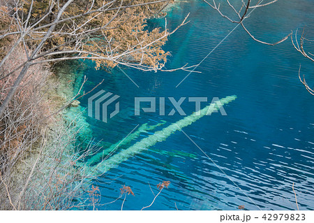 Tree in the lake Tree in the lake 42979823