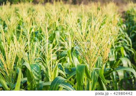 flower of Green corn field 42980442