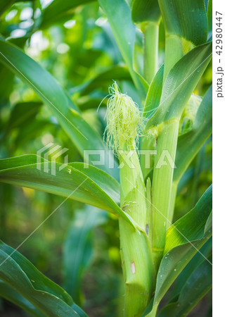 Green corn field 42980447