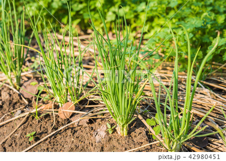 The onion is grown on the soil in the plots. 42980451