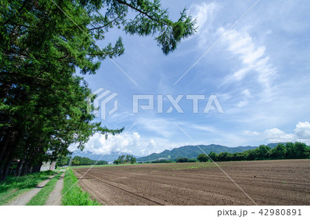 茨城牧場長野支場 42980891