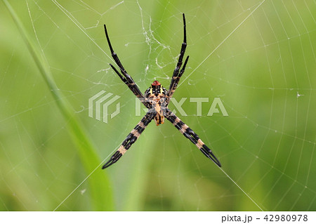蜘蛛の縄張り 42980978