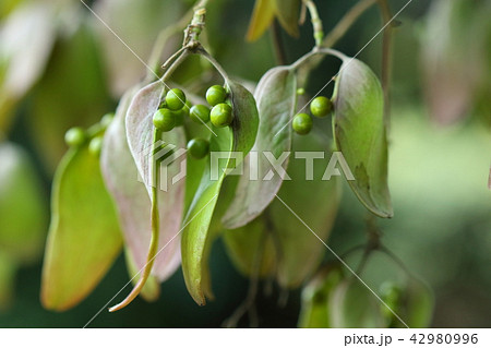 自然　植物　アオギリ、八月初旬の果実。花が終わって三週間ほどと思えないほどの成長ぶり 42980996