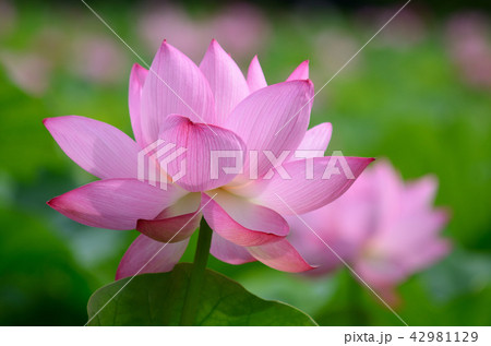 ハスの花 ハスの花 42981129