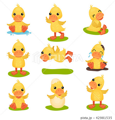 Cute little yellow duckling character set, chick duck in different poses and situations vector 42981535