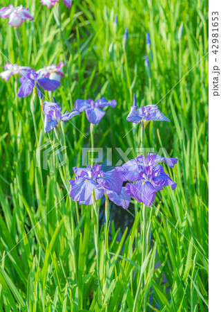 ハナショウブ 花菖蒲 アヤメ 多年草 水辺 水辺の花 梅雨時期の花 風情ある花 ｒの写真素材