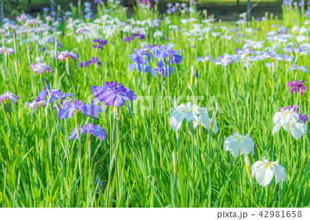 ハナショウブ、花菖蒲、アヤメ、多年草、水辺、水辺の花、梅雨時期の花、風情ある花、ｒ 42981658