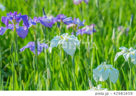 ハナショウブ、花菖蒲、アヤメ、多年草、水辺、水辺の花、梅雨時期の花、風情ある花、ｒ 42981659