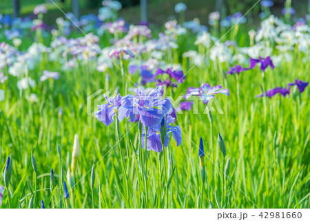 ハナショウブ、花菖蒲、アヤメ、多年草、水辺、水辺の花、梅雨時期の花、風情ある花、ｒ 42981660