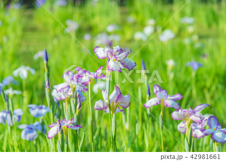 ハナショウブ、花菖蒲、アヤメ、多年草、水辺、水辺の花、梅雨時期の花、風情ある花、ｒ 42981661