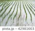 田んぼの風景 42981663