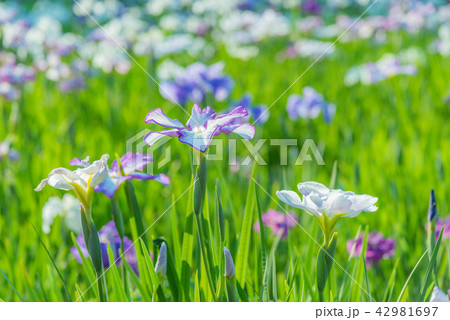ハナショウブ 花菖蒲 アヤメ 多年草 水辺 水辺の花 梅雨時期の花 風情ある花 ｒの写真素材