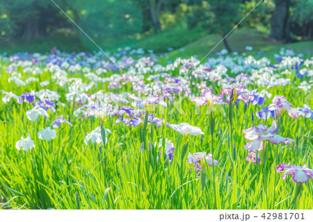 ハナショウブ 花菖蒲 アヤメ 多年草 水辺 水辺の花 梅雨時期の花 風情ある花 ｒの写真素材