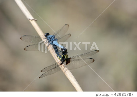オオシオカラトンボの交尾 42981787