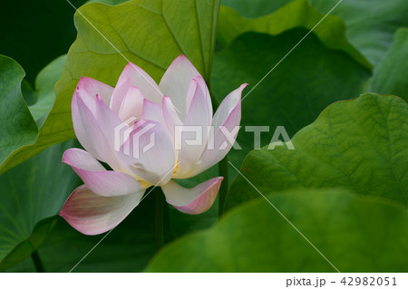 蓮の花 42982051