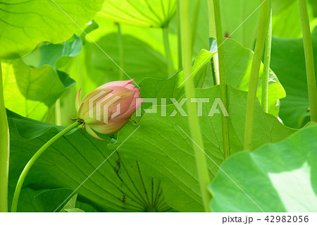 蓮の花 蓮の花 42982056