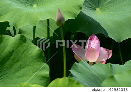 蓮の花 蓮の花 42982058