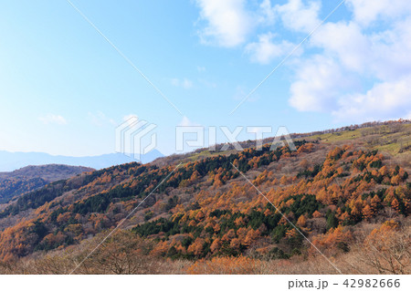 栃木県鹿沼市 紅葉(11月) 栃木県鹿沼市 紅葉(11月) 42982666