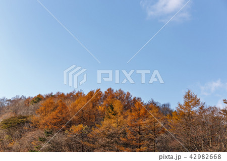 栃木県鹿沼市 紅葉(11月) 栃木県鹿沼市 紅葉(11月) 42982668