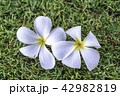 プルメリア 42982819