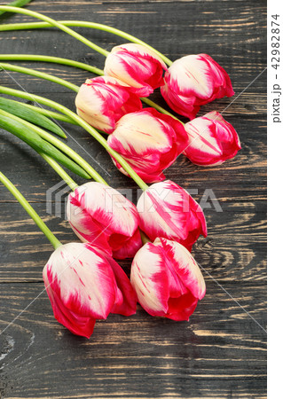 Red and white tulips Red and white tulips 42982874